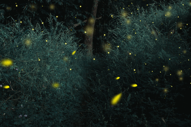 门票 营地活动 国内游萤火虫乐园·置身童话般的梦幻 静谧的夏夜,天幕