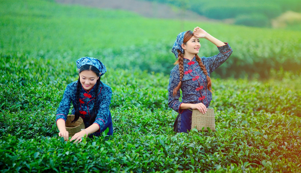 秀甲东南茶乡图片